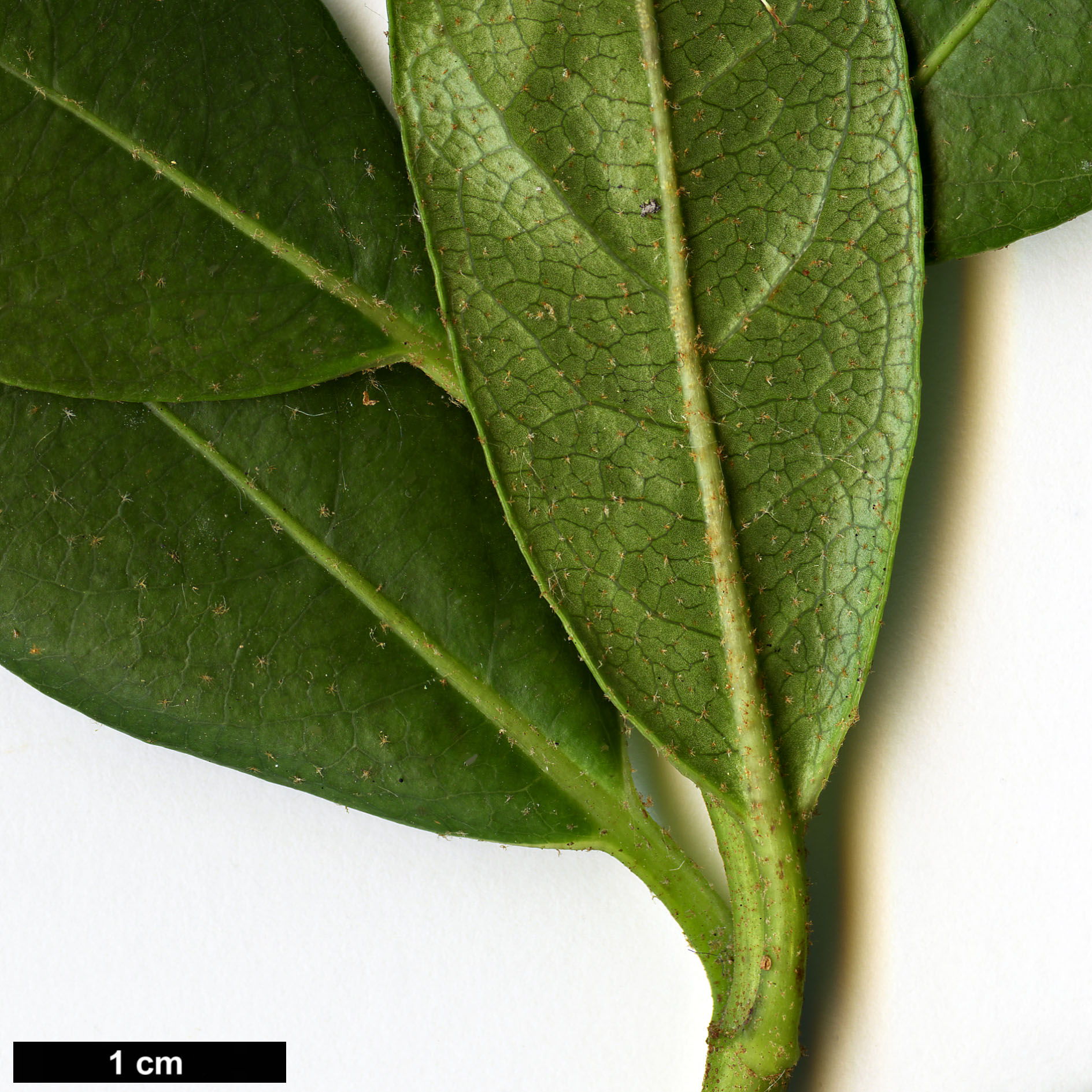 High resolution image: Family: Hydrangeaceae - Genus: Hydrangea - Taxon: peruviana × H.serratifolia High resolution image: Family: Hydrangeaceae - Genus: Hydrangea - Taxon: peruviana × H.serratifolia